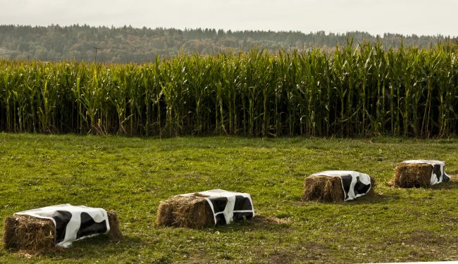 Corn Maze, Stocker Farms, Snohomish, WA, USA