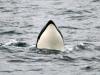 Whale Watching, San Juan Islands, WA, US
