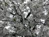 Cherry Blossoms, High Park, Toronto, Ontario, Canada