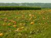 Stocker Pumpkin Farm, Snohomish, WA, USA