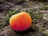Lonely Pumpkin, Stocker Pumpkin Farm, Snohomish, WA, USA