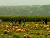 Stocker Pumpkin Farm, Snohomish, WA, USA